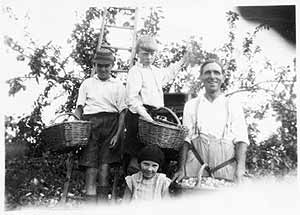  Berwick and Lorna Bayliss (and Hubert, a visitor from Birmingham) with their father, picking plums in the orchard at "The Haven" 