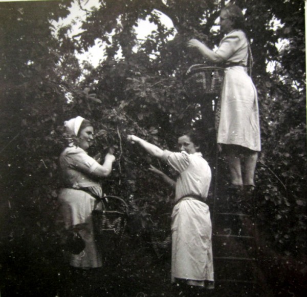 Picking the plums - Emma Martin, up the ladder, her daughter, Joan, in the bonnet and a cousin.