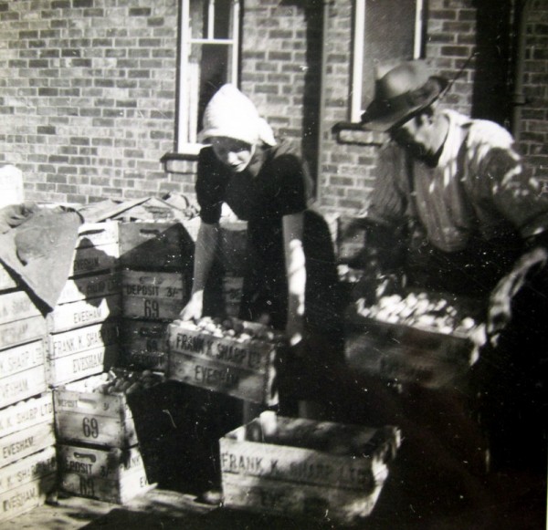 Fred Martin and his daughter, Marjorie weighing the plums.  On the boxes it has ‘FRANK K. SHARP LTD  EVESHAM’.