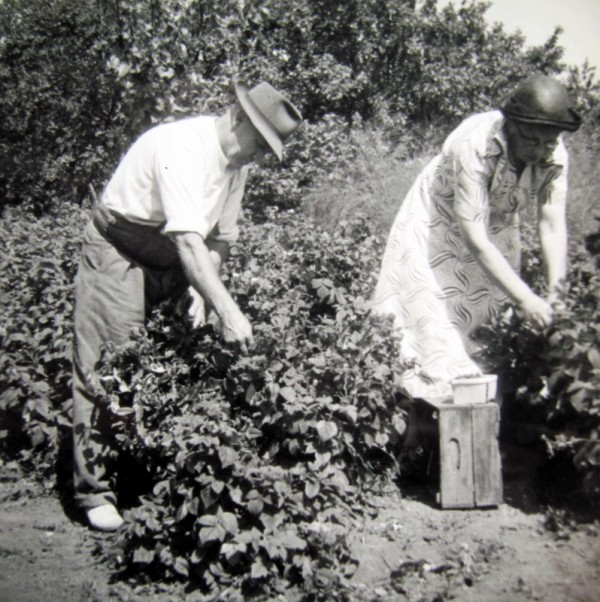 Fred and Emma Martin picking raspberries – apparently grown as individual bushes rather than trained on a wire.  Emma always wore a hat when working out in the open.