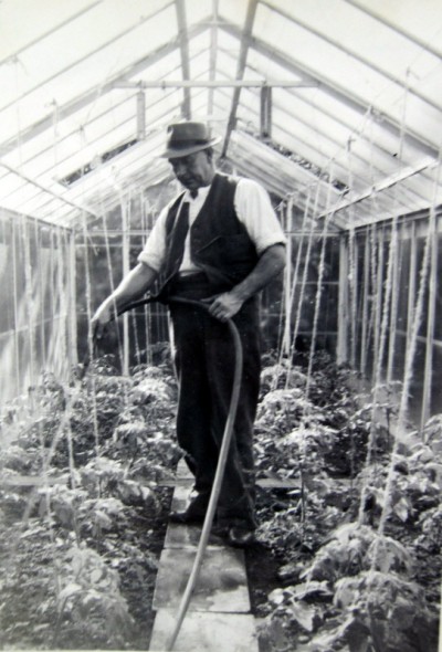 Watering the young tomato plants in a small glasshouse – before the days of growbags !