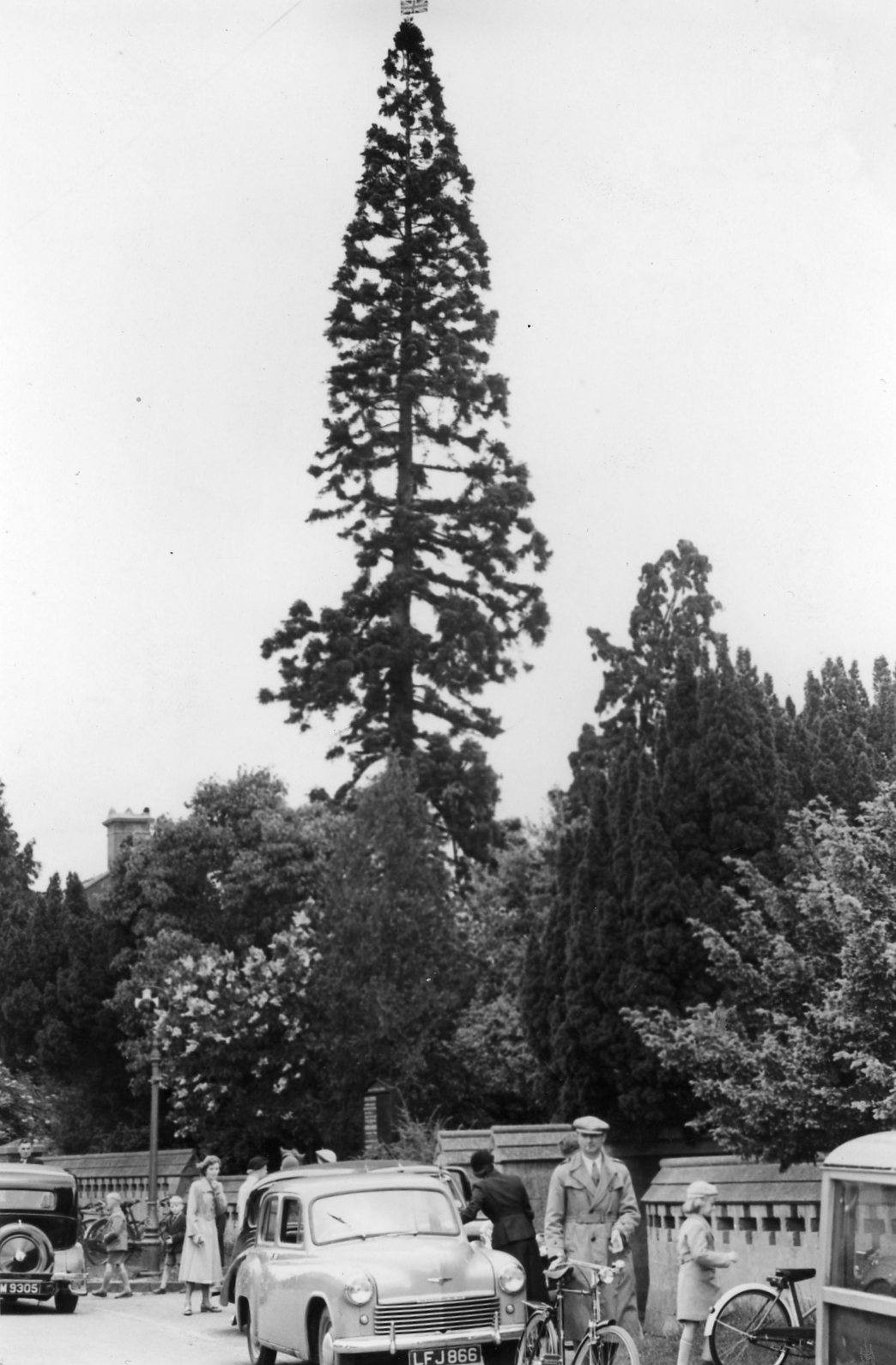 Wellingtonia tree 1953 with flag