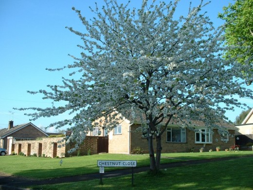 Chestnut Close, May 2006.
