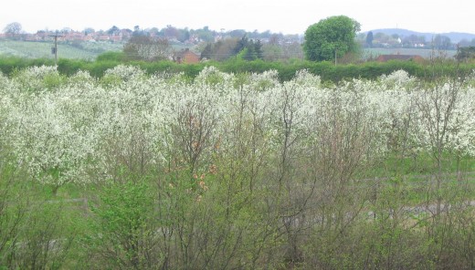 View from bridge over bypass on Offenham Road looking towards The Parks and Bengeworth, April 2006.