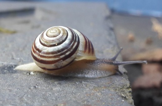 White lipped banded snail
